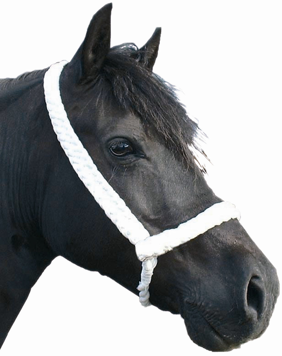 1 Web Adjustable Halter Welsh Pony Cob. Fits all – Welsh Cob Shop