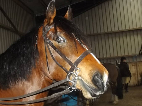 English Sedgewick Leather Riding Bridle Single/Double